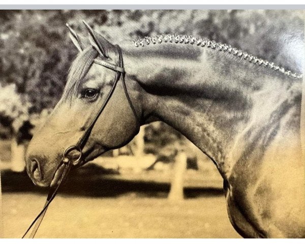 stallion Maifeuer (Trakehner, 1979, from Vincent)