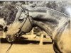 stallion Maifeuer (Trakehner, 1979, from Vincent)