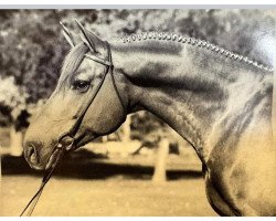 stallion Maifeuer (Trakehner, 1979, from Vincent)