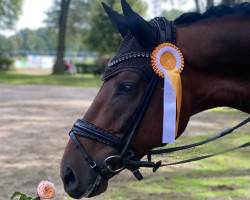 dressage horse Felix Felicis R (Oldenburg, 2018, from Fürst Wilhelm)