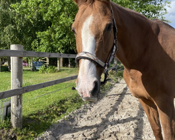 broodmare Loreen (Hanoverian, 2002, from Londonderry)