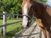 broodmare Loreen (Hanoverian, 2002, from Londonderry)