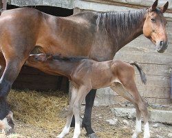 broodmare Princesse de Moens (Selle Français, 2003, from Papillon Rouge)