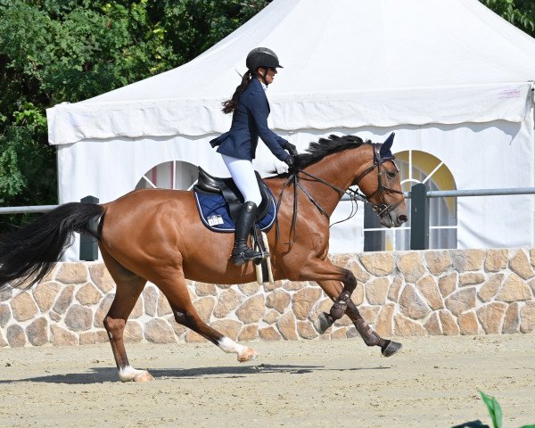 jumper Gucci Blue (Royal Warmblood Studbook of the Netherlands (KWPN), 2011, from Zirocco Blue)