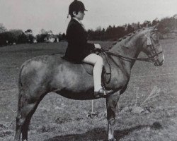 horse Courtway Valentango (British Riding Pony, 1971, from Cusop Flamingo)