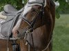 dressage horse Lucy Ann (Westphalian, 2011, from Lissaro)