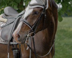 dressage horse Lucy Ann (Westphalian, 2011, from Lissaro)