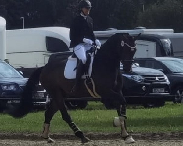 dressage horse Lieber Schatz R (Westphalian, 2019, from Libertad FRH)