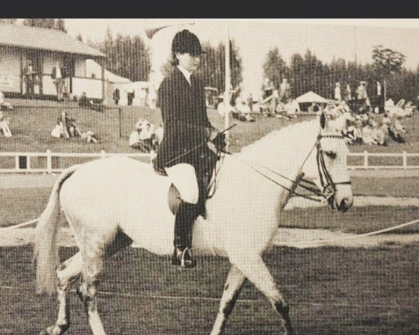 horse Caprice of Boyne (British Riding Pony, 1958, from Ra ox)