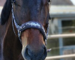 jumper McCools Zip-it (German Warmblood, 2019, from Zucchero D'Hyrencourt Z)