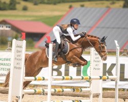 jumper RM Miss Marple (German Riding Pony, 2011, from Steendieks Mc Laren)