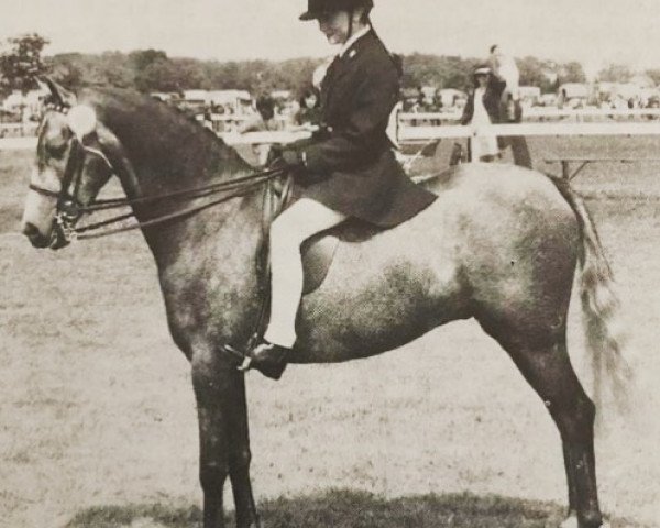 Pferd Crusader of Priorswood (British Riding Pony, 1972, von Cilwych Green Sward)