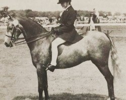 horse Crusader of Priorswood (British Riding Pony, 1972, from Cilwych Green Sward)