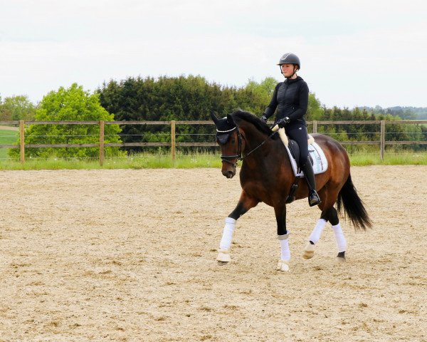 dressage horse Lillifee Deluxe (Oldenburg, 2009, from Licotus)