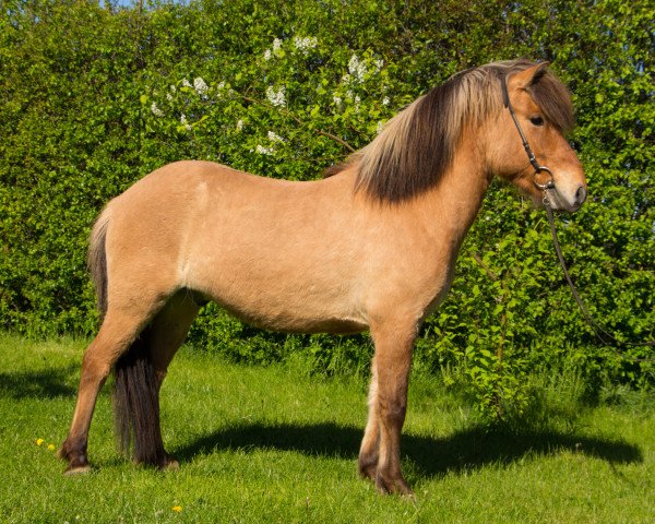 Pferd Tenor (Islandpferd, 2018)