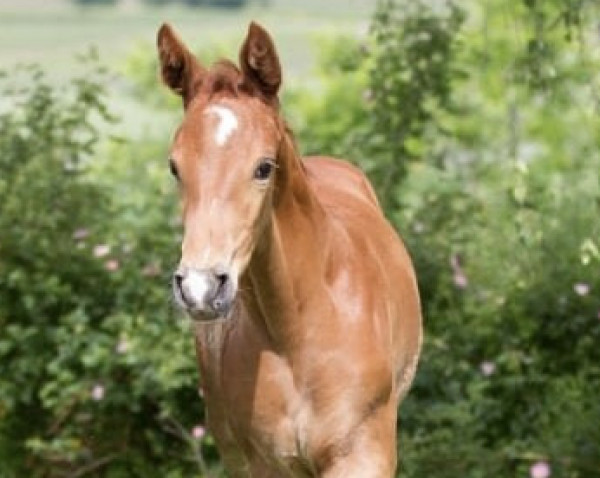 dressage horse Deluna (Westphalian, 2021, from Damaschino)