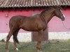 stallion Ideal de Prissey (Selle Français, 1996, from Le Tôt de Semilly)