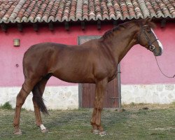 stallion Ideal de Prissey (Selle Français, 1996, from Le Tot de Semilly)