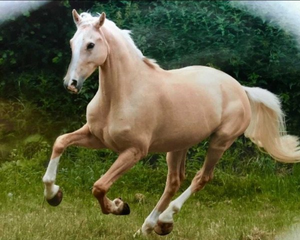 dressage horse Carlitto (German Riding Pony, 2009, from Casino Royale K WE)