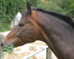 dressage horse Dohnanyi 4 (Hanoverian, 2004, from Depardieu 11)