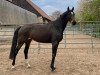 dressage horse Dragon Girl 2 (Hanoverian, 2016, from Dragon Hill)