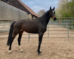 dressage horse Dragon Girl 2 (Hanoverian, 2016, from Dragon Hill)