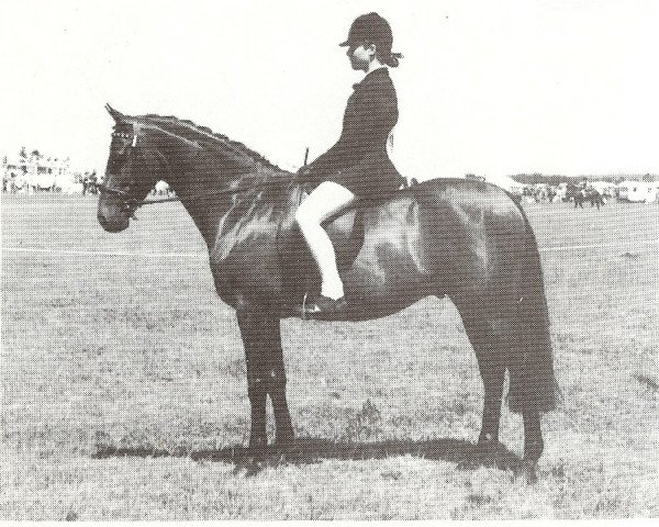 Pferd Gaylord Of Keston (British Riding Pony,  , von Wingrove Minkino)