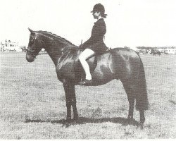 horse Gaylord Of Keston (British Riding Pony,  , from Wingrove Minkino)