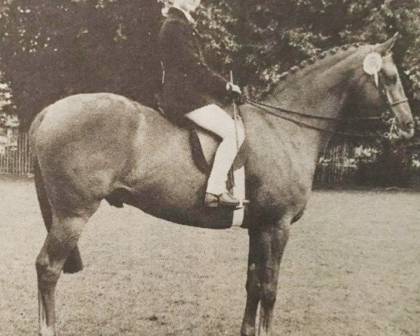 horse Syon Selection (British Riding Pony, 1980, from Wingrove Minkino)