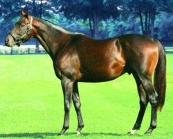 stallion Irish Wells xx (Thoroughbred, 2003, from Poliglote xx)