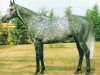 stallion Kendor xx (Thoroughbred, 1986, from Kenmare xx)