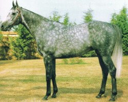 stallion Kendor xx (Thoroughbred, 1986, from Kenmare xx)