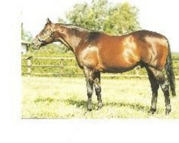stallion Lesotho xx (Thoroughbred, 1983, from Lyphard xx)