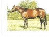 stallion Lesotho xx (Thoroughbred, 1983, from Lyphard xx)