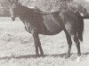 broodmare Fast Line xx (Thoroughbred, 1958, from Mr. Busher xx)