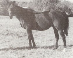 broodmare Fast Line xx (Thoroughbred, 1958, from Mr. Busher xx)