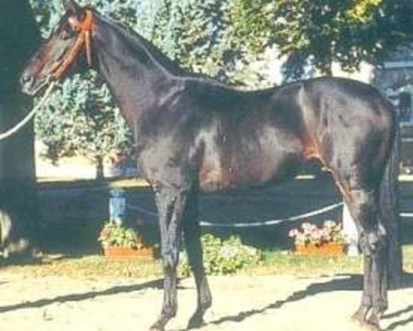 stallion Mont Basile xx (Thoroughbred, 1981, from Frere Basile xx)