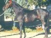 stallion Mont Basile xx (Thoroughbred, 1981, from Frere Basile xx)