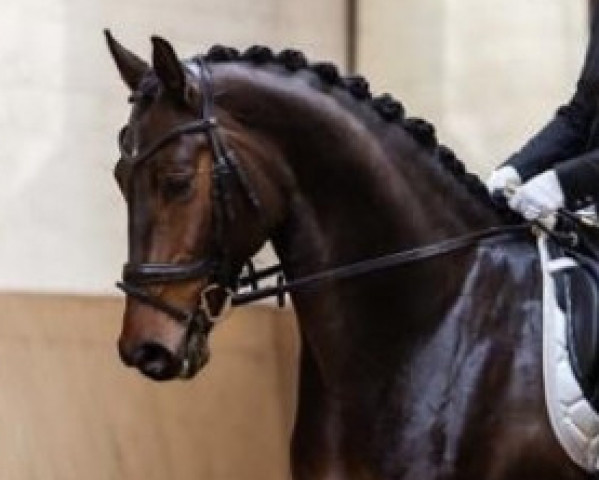 dressage horse Vitas de Volantis (Westphalian, 2014, from Van Vivaldi)