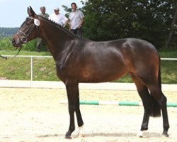 broodmare Sternchen (Hanoverian, 2007, from Sandro Hit)