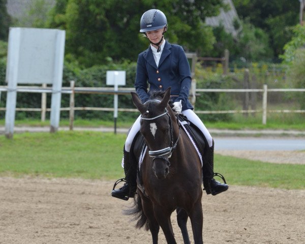 dressage horse Honeymoon's Beauty (German Riding Pony, 2018, from Honeymoon Star)