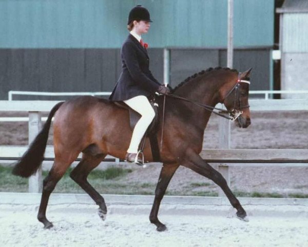 Deckhengst Willowbay Symphony (British Riding Pony, 1984, von Broadlands Sonata)