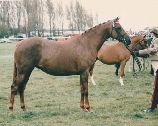 Pferd Pendley Starlight (British Riding Pony, 1984, von Wingrove Minkino)