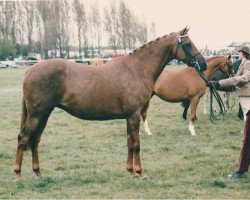 horse Pendley Starlight (British Riding Pony, 1984, from Wingrove Minkino)