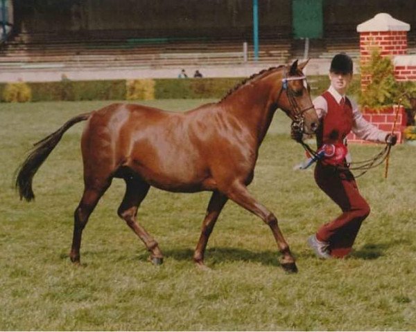 broodmare Starlyte Delight (Welsh Partbred, 1981, from Enstone Artist)