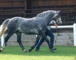 stallion Kingstown Rory (Connemara Pony, 2003, from Monaghanstown Fionn)