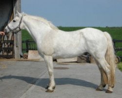 stallion Monaghanstown Fionn (Connemara Pony, 1993, from Abbeyleix Fionn)