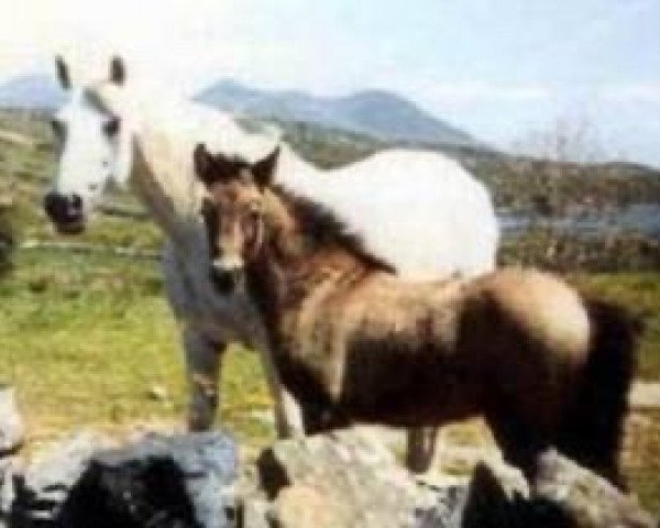 broodmare Silver Fort (Connemara Pony, 1975, from Rory Ruadh)