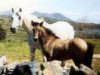 Zuchtstute Silver Fort (Connemara-Pony, 1975, von Rory Ruadh)
