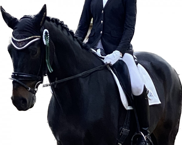 dressage horse Levino B (Hanoverian, 2013, from Levisto Z)